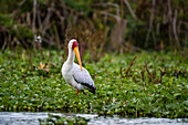 Portrait of a Yellow-billed stork, Mycteria ibis, wading through water plants on lake. Kenya, Africa.