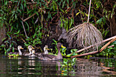 A Yellow-billed duck, Anas undulata, with its chicks swimming on a lake. Kenya, Africa.