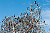 Flock of Great cormorant, Phalocrocorax carbo, perched on dead tree. Kenya, Africa.