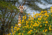 Nahaufnahme einer männlichen Rothschild-Giraffe, Giraffa camelopardalis, hinter einem blühenden Baum. Kenia, Afrika.
