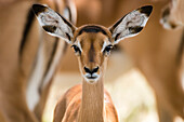 Porträt eines Impala-Kälbchens, Aepyceros melampus, das in die Kamera schaut.