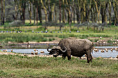 An old Cape buffalo, Syncerus caffer, at Lake Nakuru National Park. Lake Nakuru National Park, Kenya, Africa.