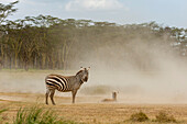 A Plains zebra, Equus quagga, and its foal in a dust storm at Lake Nakuru National Park. Lake Nakuru National Park, Kenya, Africa.