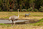 An Ostrich, Struthio camelus, and Plains zebra, Equus quagga, at Lake Nakuru National Park. Lake Nakuru National Park, Kenya, Africa.