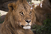 Close up portrait of a male lion, Panthera leo.