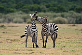 Plains zebras, Equus quagga, fighting.