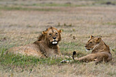 A mating pair of Lions, Panthera leo, resting on grass. Masai Mara National Reserve, Kenya, Africa.