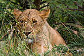 Porträt einer Löwin, Panthera leo, die sich im Gras versteckt.
