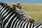 Ein Steppenzebrafohlen, Equus quagga, versteckt sich hinter seiner Mutter.