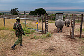 A white rhinoceros, Ceratotherium simum, in Masai Mara Rhino Sanctuary, escorted by anti-poaching guard. Masai Mara National Reserve, Kenya, Africa.
