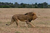 Ein männlicher Löwe, Panthera leo, beim Spaziergang im Masai Mara National Reserve. Masai Mara-Nationalreservat, Kenia, Afrika.