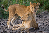 Two lion cubs, Panthera leo, resting on dry mud. Masai Mara National Reserve, Kenya, Africa.