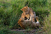 Zwei Löwenjunge, Panthera leo, die sich im grünen Gras streiten. Masai Mara-Nationalreservat, Kenia, Afrika.