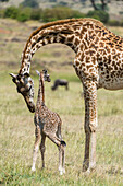 Eine Masai-Giraffenmutter, Giraffa camelopardalis tippelskirchi, mit ihrem neugeborenen Kalb. Masai Mara-Nationalreservat, Kenia, Afrika.
