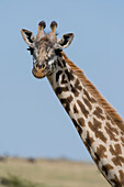 Eine weibliche Masai-Giraffe, Giraffa camelopardalis tippelskirchi, im Masai Mara-Nationalreservat. Masai Mara-Nationalreservat, Kenia, Afrika.