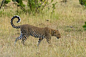 Ein Leopard, Panthera pardus, läuft im trockenen Gras. Masai Mara Nationalreservat, Kenia, Afrika.