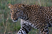 Porträt eines Leoparden, Panthera pardus, mit grünen Augen in der Abenddämmerung. Masai Mara-Nationalreservat, Kenia, Afrika.