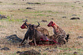 Tüpfelhyäne, Crocuta crocuta, beim Fressen eines Gnus, Connochaetes taurinus, während es noch lebt. Masai Mara Nationalreservat, Kenia, Afrika.