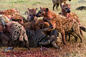 Spotted hyenas, Crocuta crocuta, feeding on a wildebeest, Connochaetes taurinus, while still alive.
