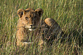 Ein junger Löwe, Panthera leo, ruht sich im hohen Gras aus. Masai Mara Nationalreservat, Kenia, Afrika.