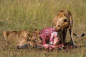 Löwinnen, Panthera leo, beim Fressen eines erlegten Zebras.