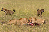 Löwinnen, Panthera leo, bei der Fütterung eines erlegten Zebras, während Tüpfelhyänen, Crocuta crocuta, versuchen, es zu plündern. Masai Mara Nationalreservat, Kenia, Afrika.
