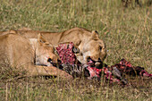 Zwei Löwinnen, Panthera leo, beim Fressen eines Zebras. Masai Mara-Nationalreservat, Kenia, Afrika.