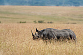 A black rhinoceros, Diceros bicornis, in tall grass.