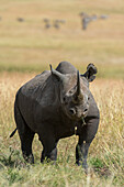 Ein Spitzmaulnashorn, Diceros bicornis, im hohen Gras mit Blick in die Kamera.