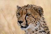 Portrait of a cheetah, Acinonyx jubatus. Masai Mara National Reserve, Kenya, Africa.