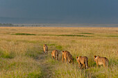 Löwen, Panthera leo, die in einer Reihe laufen, während ein Regensturm aufzieht. Masai Mara-Nationalreservat, Kenia, Afrika.