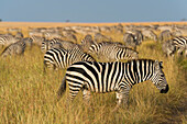 Herd of Plains zebras, Equus quagga, grazing in the grass at Masai Mara National Reserve. Masai Mara National Reserve, Kenya, Africa.