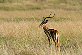 Ein männlicher Impala, Aepyceros melampus, im Gras. Masai Mara-Nationalreservat, Kenia, Afrika.