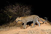 Eine ferngesteuerte Kamerafalle fängt einen Leoparden, Panthera pardus, im Kalama Conservancy, Samburu, Kenia. Kenia.