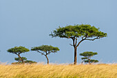 The plains of Masai Mara dotted by acacia trees. Kenya.