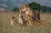Eine Löwin, Panthera leo, wird bei ihrer Rückkehr von ihren Jungen begrüßt, Masai Mara, Kenia. Kenia.