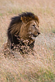 Lion, Panthera leo, Masai Mara, Kenya. Kenya.