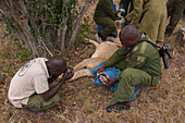 KWS veterinary - supported by The David Sheldrick Wildlife Trust - Jeremiah Poghon and his team treating a wounded lioness. Probably the lioness has been hurt by a buffalo, but since the number of lions is rapidly declining, they are also treated for wounds not due to poaching.