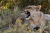Eine Löwin, Panthera leo, knurrt. Voi, Tsavo-Schutzgebiet, Kenia.