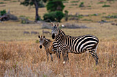 Ein gewöhnliches Zebra, Equus quagga, mit seinem Fohlen, Tsavo Conservation Area. Voi, Tsavo-Schutzgebiet, Kenia