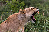 Eine gähnende Löwin, Panthera leo, im Busch auf einer Kopje, bekannt als Lion Rock im Lualenyi Reservat. Voi, Tsavo-Nationalpark, Kenia.