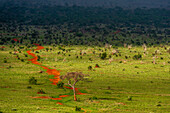 Eine abgelegene Straße in der Savanne. Voi, Tsavo-Nationalpark, Kenia.