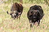 Two African buffalos, Syncerus caffer, grazing, one with a broken horn. Voi, Tsavo, Kenya