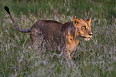 The sunset light shines on the face of a sub-adult lion, Panthera leo. Voi, Tsavo, Kenya