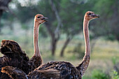 Portrait of two female ostriches, Struthio camelus. Voi, Tsavo, Kenya