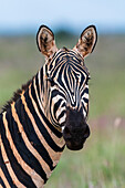 Portrait of a plains zebra, Equus quagga, looking at the camera. Voi, Tsavo, Kenya