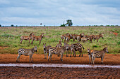 Plains zebras, Equus quagga, at a waterpool. Voi, Tsavo, Kenya