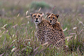 Zwei Geparden, Acynonix jubatus, sitzen und schauen in die Kamera. Voi, Tsavo, Kenia