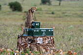 A cheetah, Acynonix jubatus, sitting on a post and surveying the savannah. Voi, Tsavo, Kenya