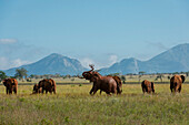 Afrikanische Elefanten, Loxodonta africana, in der Savanne von Tsavo. Voi, Tsavo, Kenia